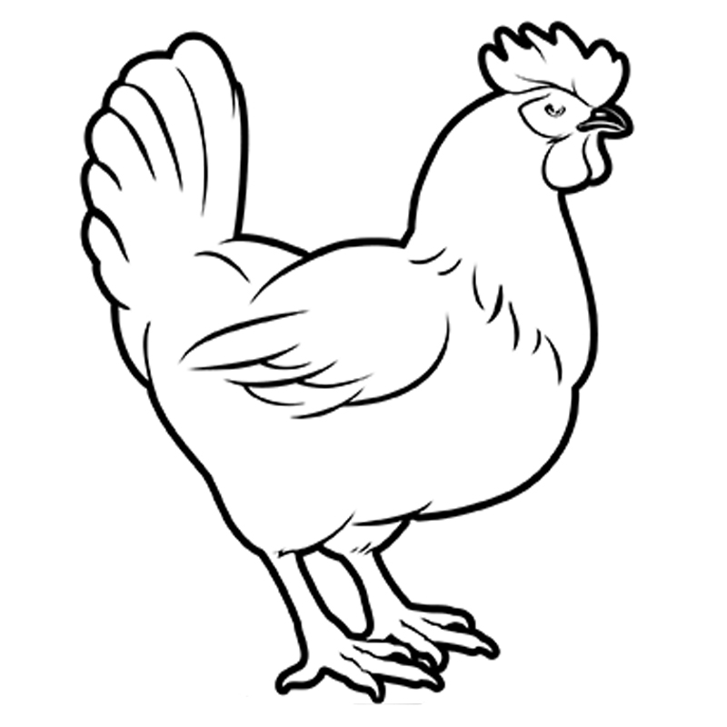 Chicken